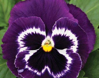 Pansy Mammoth Viva La Violet - Pansy Seeds - 50 Seeds