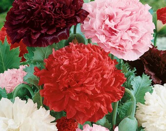 Papaver Paeoniflorum Double Flower Seed Mix - Peony - 10000 Seeds