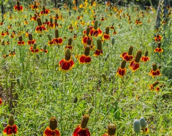 Ratibida Mexican Hat Drought Tolerant Garden Flower Plant Seeds - 5000 Seeds