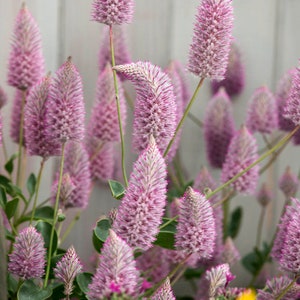 Ptilotus Exaltatus Joey Flower Seeds - 10 Seeds