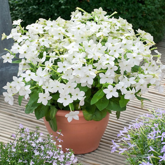 White Perfume Flowering Tobacco Plants From Flower Seeds 200