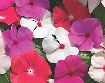 Drought Tolerant Periwinkle Cascading Vinca Flower Seed Mix - 25 Seeds