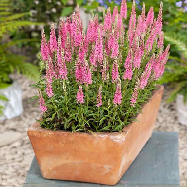 Veronica Spicata Pink Goblin Garden Spiked Speedwell Flower Seeds - 200 Seeds