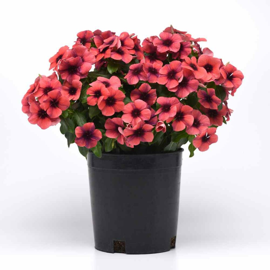 Drought Tolerant Vinca Papaya Flower Seed for Baskets & Containers 50