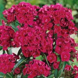 Dianthus Seeds - Sweet William Oeschberg Flower Seed - 10000 Seeds