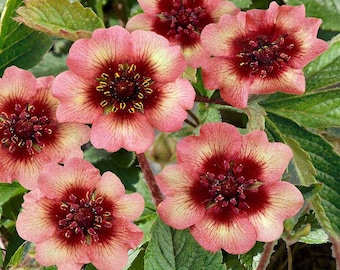 Perennial Potentilla Cinquefoil Melton Fire Garden Flower Plant Seeds - 500 Seeds