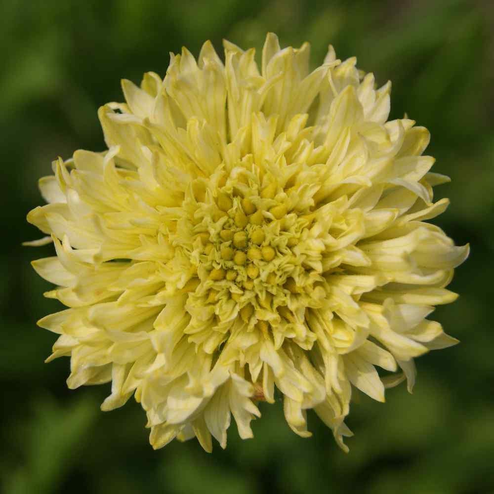 Gaillardia Blanket Flower Drought Tolerant Yellow Garden Flower Plant