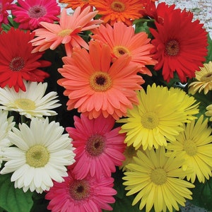 May include: A bouquet of colorful gerbera daisies in shades of pink, red, yellow, and orange. The flowers are arranged in a cluster, with their petals open wide.