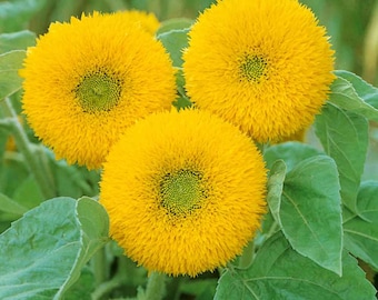 Sunflower Seed - Sunflower Sun Gold Dwarf Flower Seeds - 1/4 LB