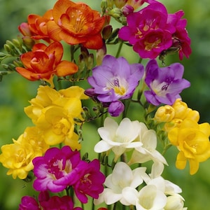 May include: A vibrant bouquet of freesia flowers in various colors, including orange, yellow, purple, pink, and white. The flowers have a delicate, trumpet-like shape and are arranged against a blurred green background.