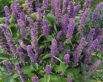 Agastache Hyssop Seeds - Lavender Blue Flower Seeds - 1000 Seeds