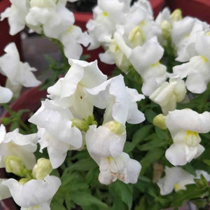 Snapdragon Seeds - Tall White Snapdragon Flower Seed - 5000 Seeds
