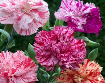 Carnation Seed -  Dianthus Caryophyllus Chabaud Picotee Flower Seeds Mix - 2000 Seeds