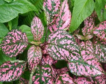 Hypoestes Seeds - Hypoestes Pink Polka Dot Flower Seed - 2000 Seeds