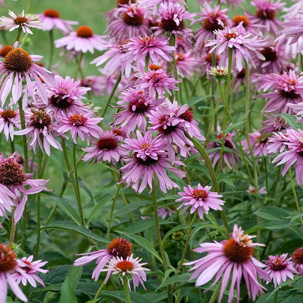 Drought Tolerant Doubledecker Purple Coneflower Echinacea Purpurea Flower Seeds - 100 Seeds