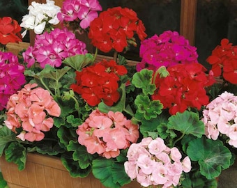 Geranium Flower Seed Mix For Best Geranium Drought Tolerant Plants - 100 Seeds