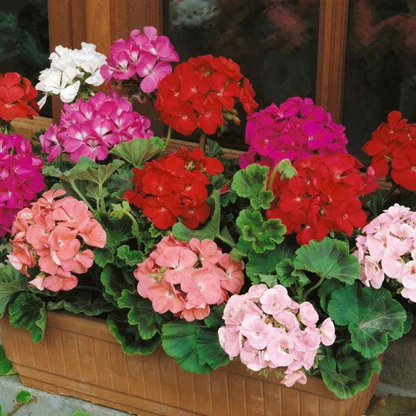 Geranium Flower Seed Mix For Best Geranium Drought Tolerant Plants - 100 Seeds