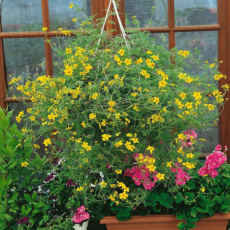 Bur Marigold Seeds Bidens Aurea Flower Seed 1000 Seeds image 2