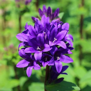 Bellflower  Seed - Bellflower Superba Perennial Flower Seeds - 1000 Seeds