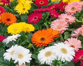 Gerbera Daisy Mega Revolution Flower Seed Mixture - 20 Seeds