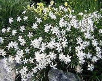 Dianthus Seed - Dianthus Arenarius White Ground Cover Seeds - 2000 Seeds