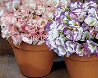 May include: Two terracotta pots filled with pink and white flowers and purple and white flowers.