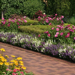 Angelonia Seeds - Angelonia Waterfall Seeds Mix - 15 Seeds