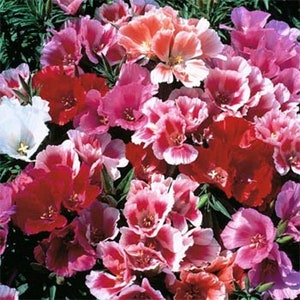 Godetia Seeds - Godetia Grandiflora Tall Double Flower Seed - 5000 Seeds