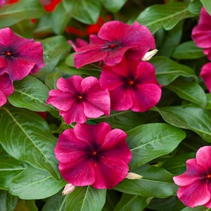 Drought Tolerant Black Cherry Vinca Ground Cover Plants From Flower Seeds - 50 Seeds