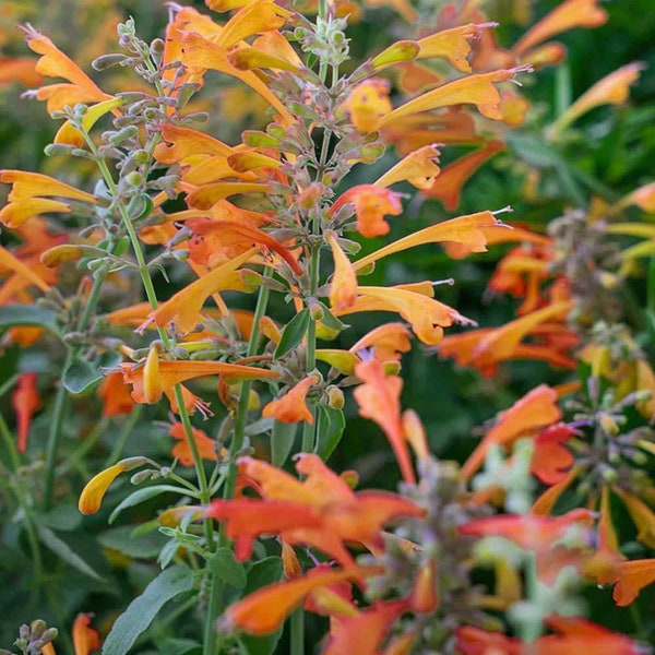 Agastache Apricot Sprite Flower Seeds For Hyssop Plants - 200 Seeds