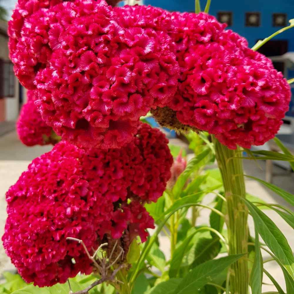 Seeds Celosia Flower Seeds 500 Seeds Etsy