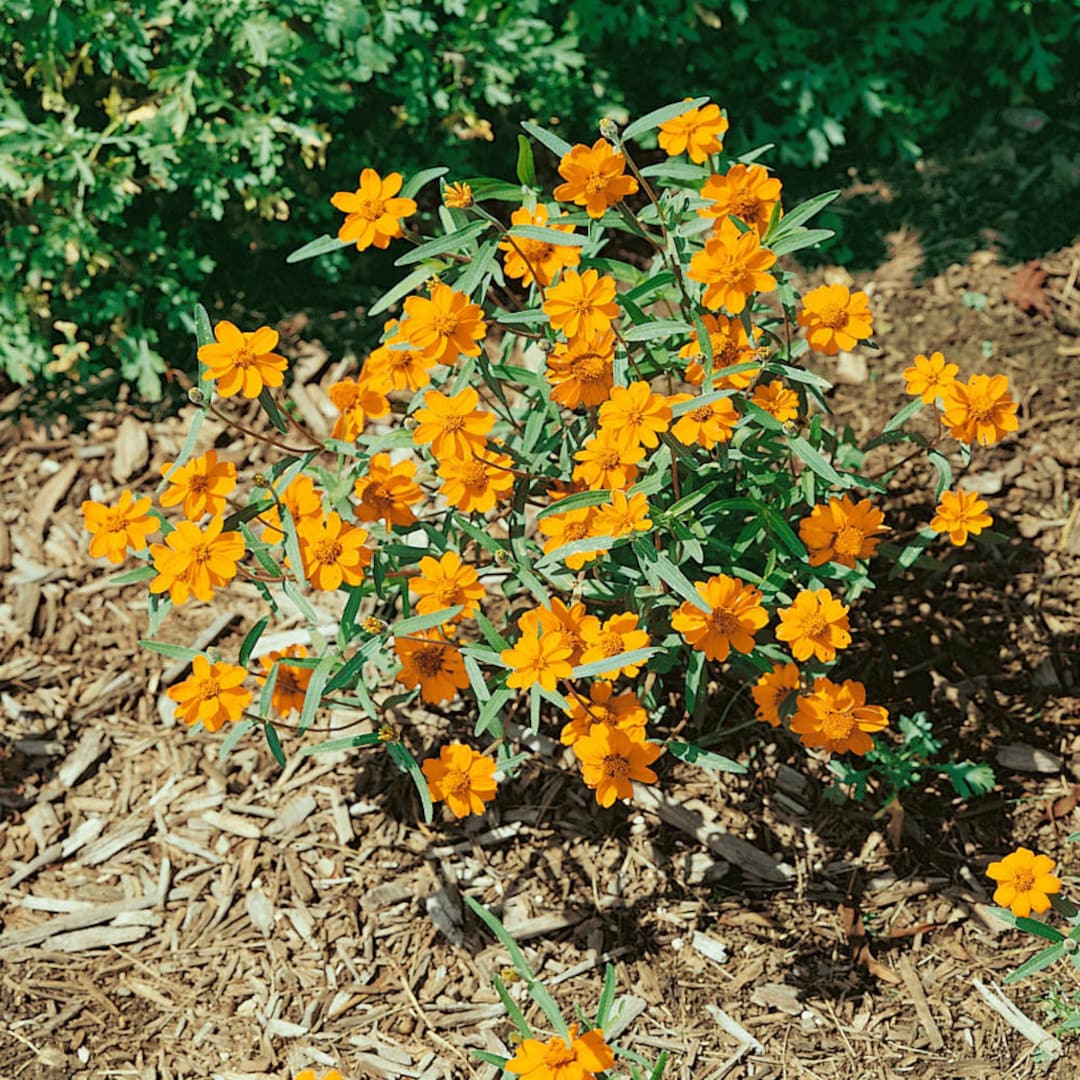 Zinnia Star Orange Flower Plant Seeds - 250 Seeds - Etsy