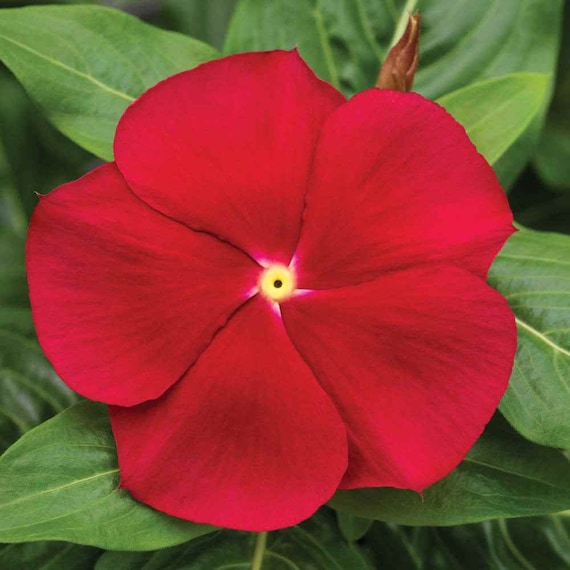 Drought Tolerant Upright Red Vinca Flower Seeds for Containers