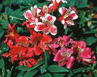 Alstroemeria Dandy Candy Peruvian Lily Flower - 10 Seeds