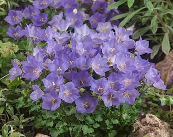 Bellflower Seeds - Campanula Carpatica Flower Seed - 5000 Seeds