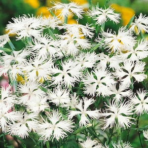 May include: Close-up of white fringed flowers with green stems and leaves. The flowers have a star-like shape with delicate, feathery petals. The background is a mix of green and yellow, creating a vibrant contrast.