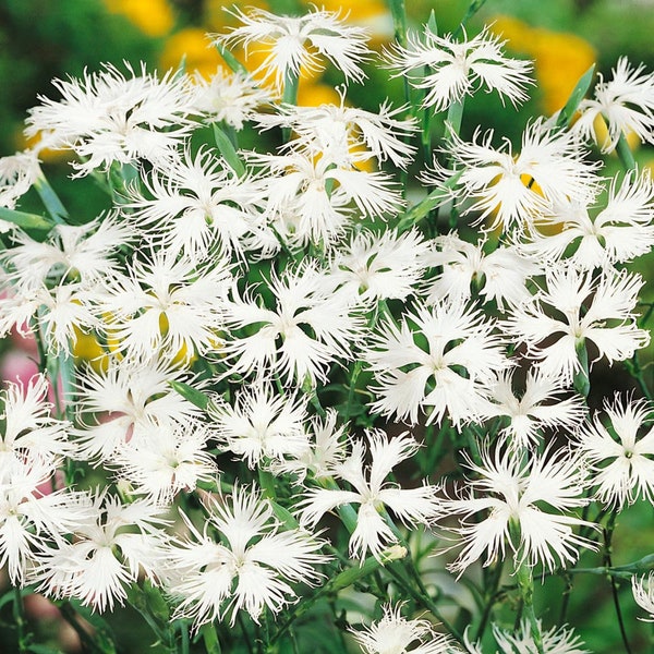 Dianthus Seeds - White Dianthus Superbus Flower Seeds - 5000 Seeds