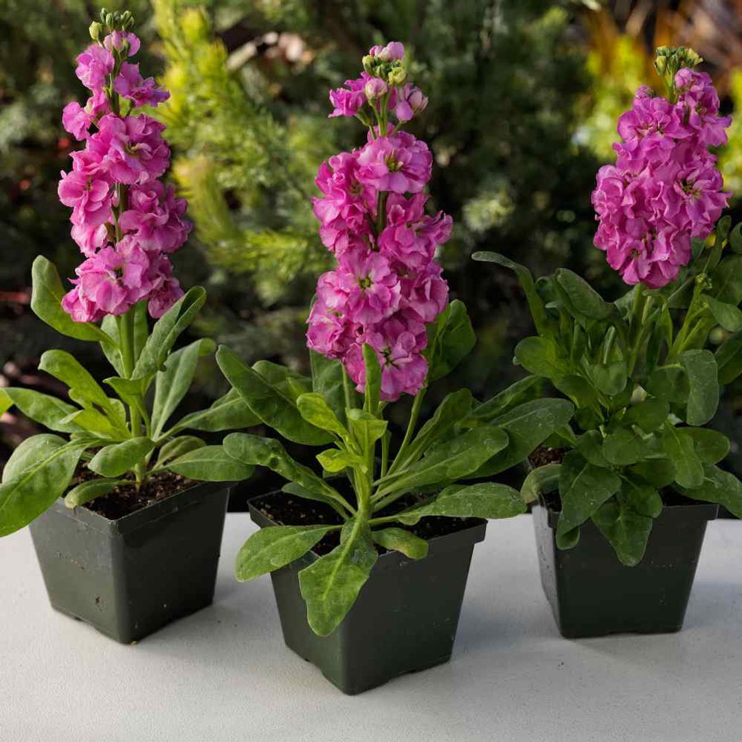 Mesmerizing Stock Flower Seeds Photo Photography Mesmerizing Stock Flower Seeds Photo Photography