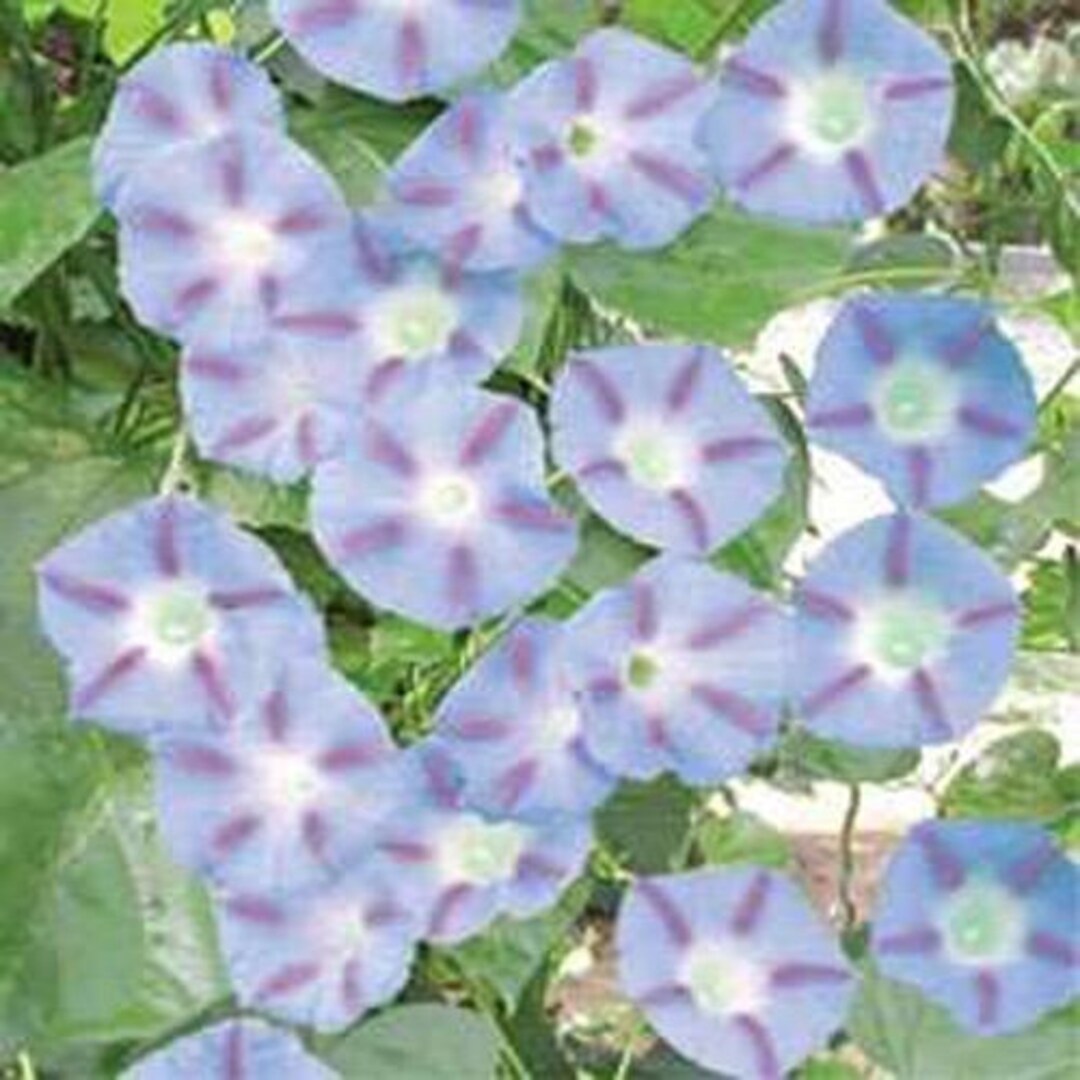 Un Mucchio Di Semi Di Qualà Del Fiore Ipomoea Per Il Tuo Adorabile Giardino 47132016