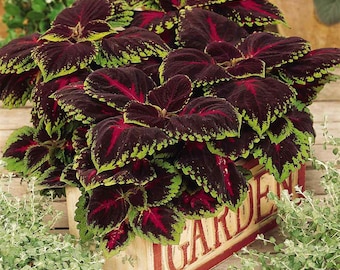 Red Coleus Foliage Plant Seed - Coleus Red Kong Flower Seed - 10 Seeds