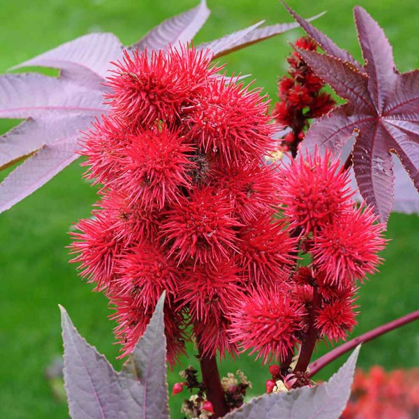 Castor Bean Seeds - Ricinus Communis Impala Flower Seeds - 50 Seeds