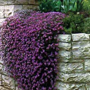 Purple Cascading Aubrieta Ground Cover Plant Seeds - Rock Cress - 2000 Seeds