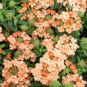 Verbena Seeds - Verbena Hybrida Apricot Ground Cover Seed - 1000 Seeds