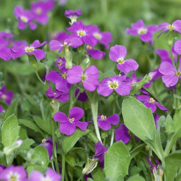 Aubrieta Seeds - Rock Cress Whitewell Gem Ground Cover Seed - 10000 Seeds
