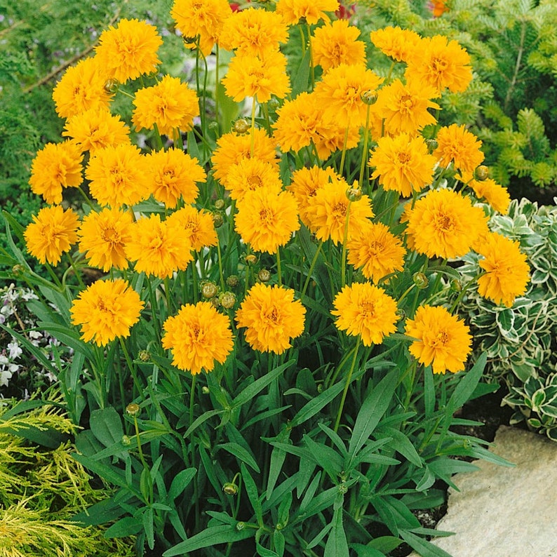 Coreopsis Grandiflora Drought Tolerant Early Sunrise Garden Flower ...