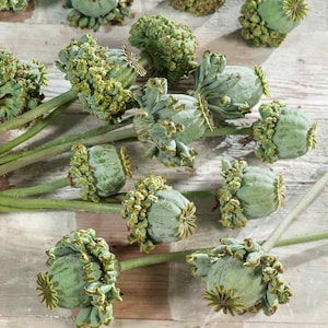 Drought Tolerant Papaver Somniferum Poppy Hens And Chicks Garden Flower Seed - 5000 Seeds