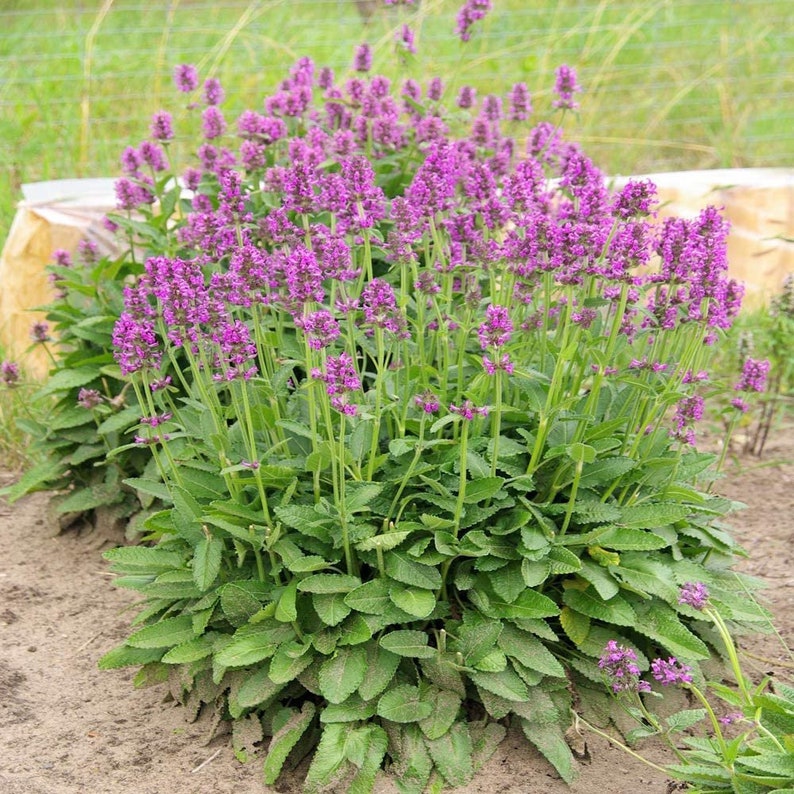 Outsidepride Lamb's Ear Seed - Thumbnail 5