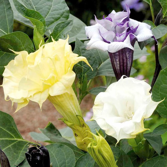 Datura Metel Ballerina Flower Seed Mix - 20 Seeds