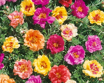 Moss Rose Sundial Ground Cover Plant Seed Mix - 500 Seeds