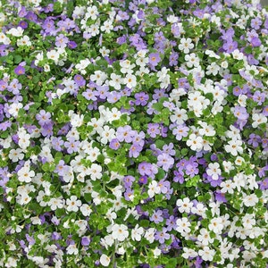 Bacopa Utopia Fuseables - Trailing Bacopa Flower Seeds - 20 Seeds